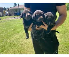 8 Labrador Retriever puppies for sale - 6
