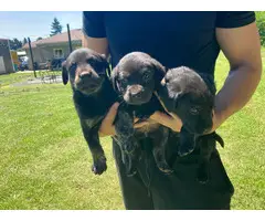8 Labrador Retriever puppies for sale - 7