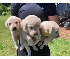 8 Labrador Retriever puppies for sale - 8