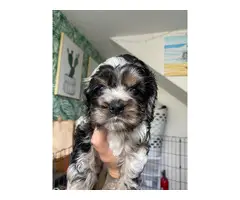 5 beautiful cocker spaniel puppies for sale