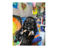 5 beautiful cocker spaniel puppies for sale - 2