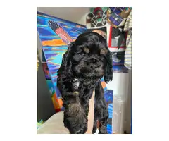 5 beautiful cocker spaniel puppies for sale - 5