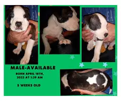 4 Pitbull puppies available