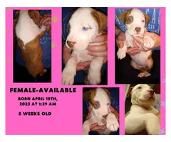 4 Pitbull puppies available - 3