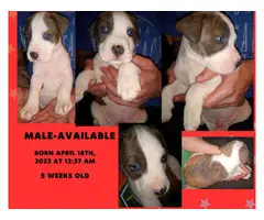 4 Pitbull puppies available - 4