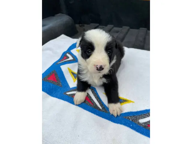 Fullblooded Border Collie pups - 1/8