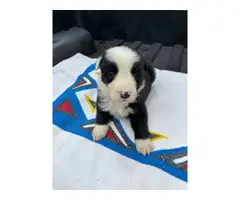 Fullblooded Border Collie pups