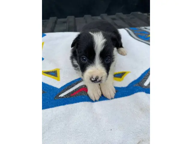 Fullblooded Border Collie pups - 2/8