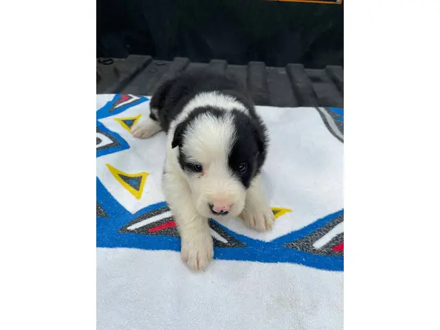 Fullblooded Border Collie pups - 3/8