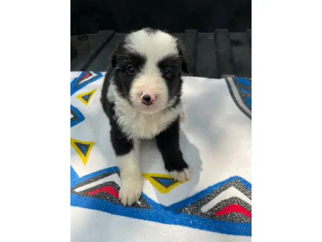 Fullblooded Border Collie pups - 4/8