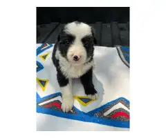Fullblooded Border Collie pups - 4