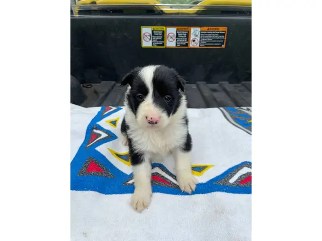 Fullblooded Border Collie pups - 5/8
