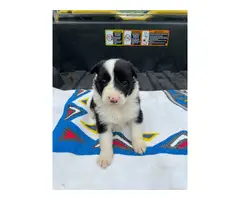 Fullblooded Border Collie pups - 5
