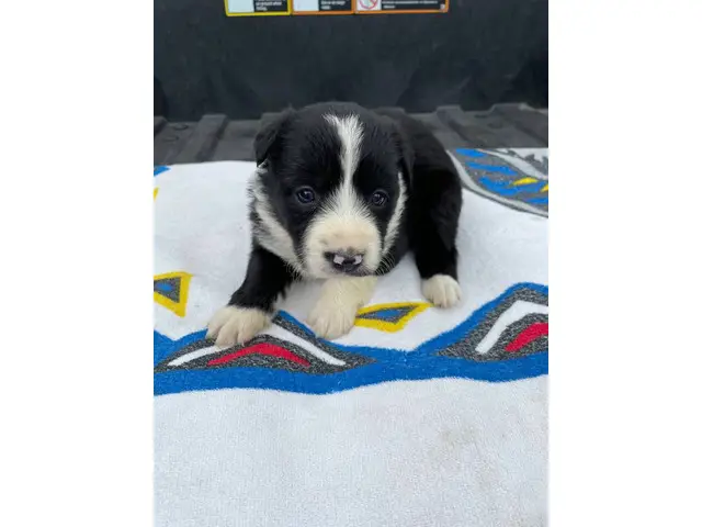 Fullblooded Border Collie pups - 7/8
