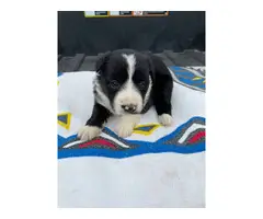 Fullblooded Border Collie pups - 7