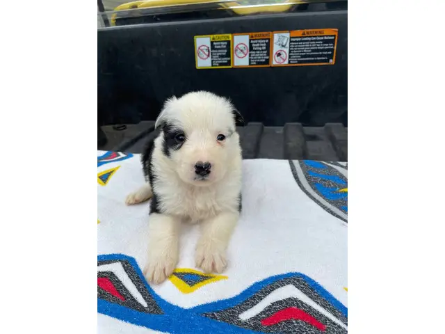 Fullblooded Border Collie pups - 8/8