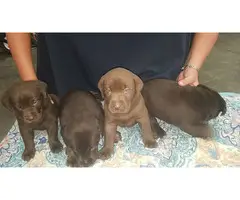 8 beautiful American Labrador Retriever puppies for sale