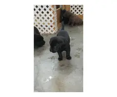 8 beautiful American Labrador Retriever puppies for sale - 2