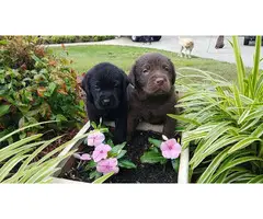 8 beautiful American Labrador Retriever puppies for sale - 3