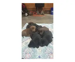 8 beautiful American Labrador Retriever puppies for sale - 4