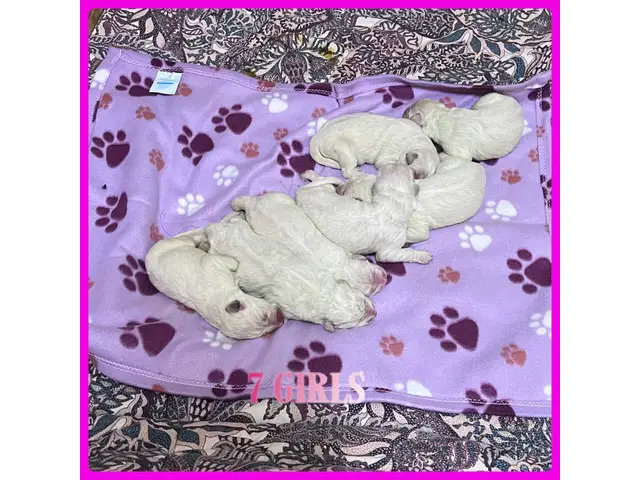 11 Maremma Sheepdog puppies for sale - 1/3