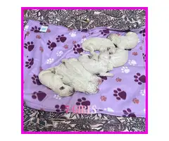 11 Maremma Sheepdog puppies for sale