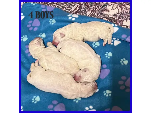 11 Maremma Sheepdog puppies for sale - 2/3