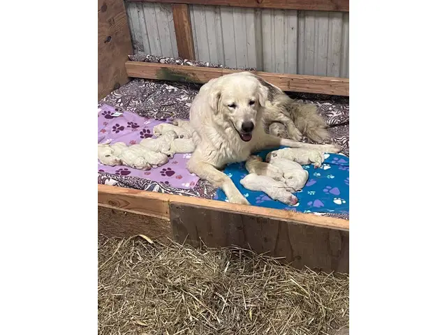 11 Maremma Sheepdog puppies for sale - 3/3