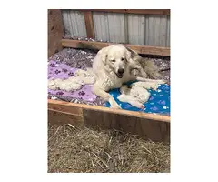 11 Maremma Sheepdog puppies for sale - 3