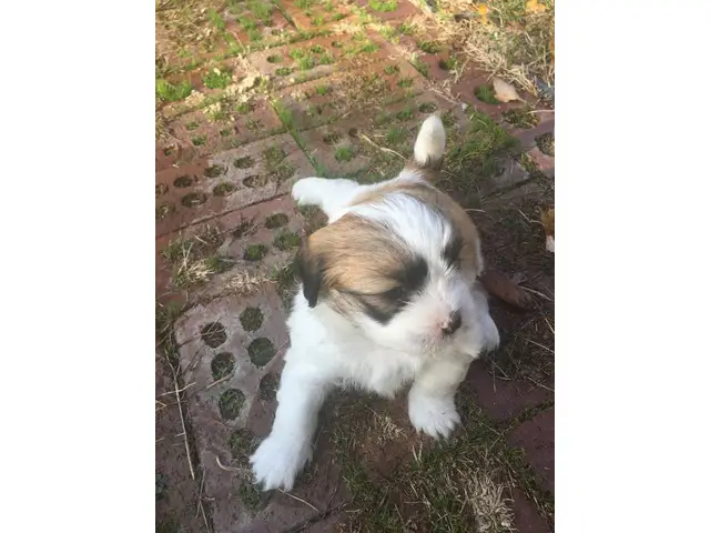 Hypoallergenic Lhasa Apso puppies for sale - 1/6