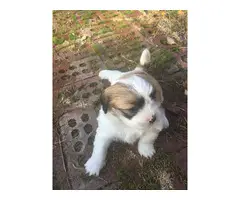 Hypoallergenic Lhasa Apso puppies for sale
