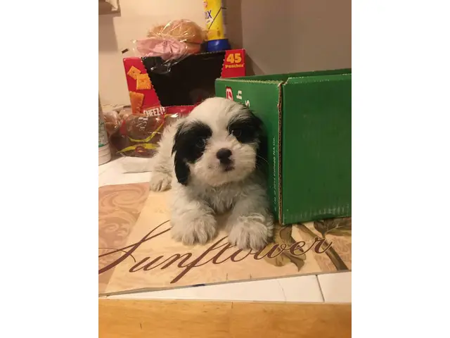 Hypoallergenic Lhasa Apso puppies for sale - 4/6