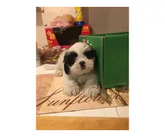 Hypoallergenic Lhasa Apso puppies for sale - 4
