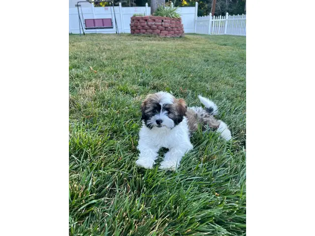Hypoallergenic Lhasa Apso puppies for sale - 5/6