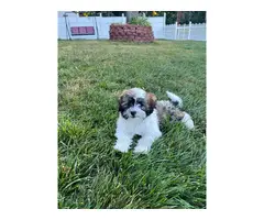 Hypoallergenic Lhasa Apso puppies for sale - 5
