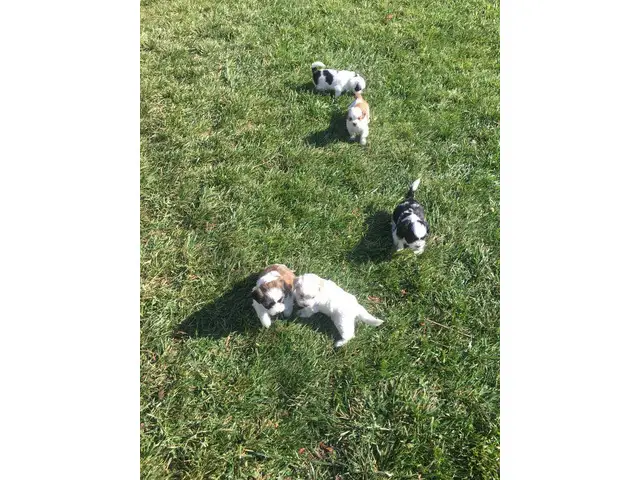 Hypoallergenic Lhasa Apso puppies for sale - 6/6