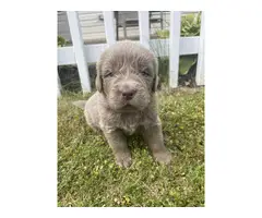 9 AKC Newfoundland puppies for sale