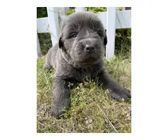 9 AKC Newfoundland puppies for sale - 2