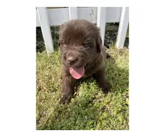 9 AKC Newfoundland puppies for sale - 3