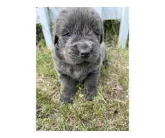 9 AKC Newfoundland puppies for sale - 4
