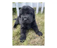 9 AKC Newfoundland puppies for sale - 5