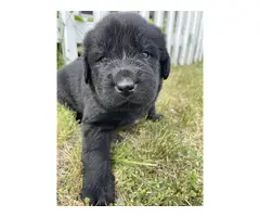 9 AKC Newfoundland puppies for sale - 6