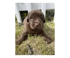 9 AKC Newfoundland puppies for sale - 7