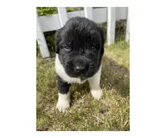 9 AKC Newfoundland puppies for sale - 9