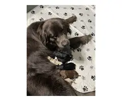 9 AKC Newfoundland puppies for sale - 12