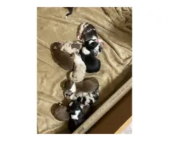 Farm raised Australian Shepherd puppies for sale - 2