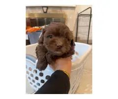 3 cute Maltipoo puppies for sale