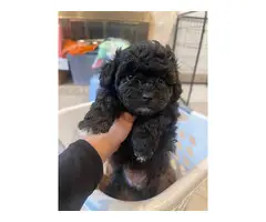 3 cute Maltipoo puppies for sale - 2