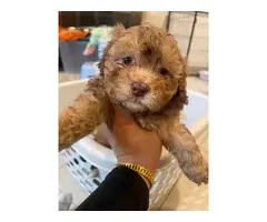3 cute Maltipoo puppies for sale - 3