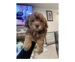 3 cute Maltipoo puppies for sale - 4